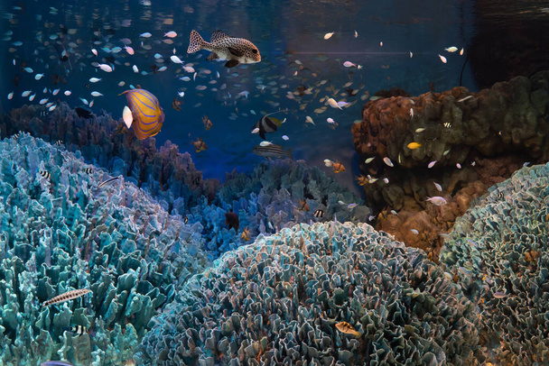 Coral y peces tropicales en el fondo del mar
 - Foto, Imagen