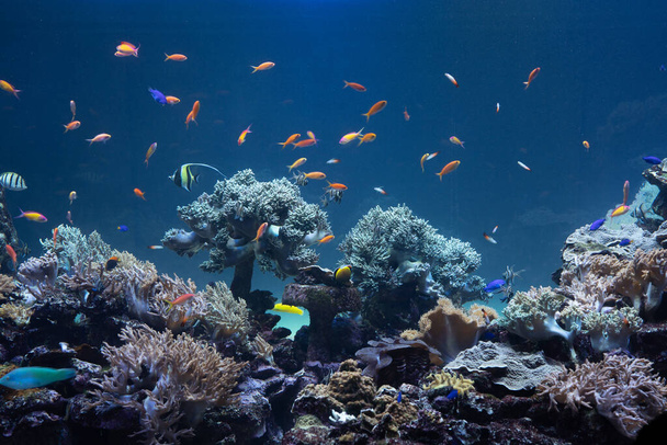 Korály a tropické ryby v mořském dně - Fotografie, Obrázek