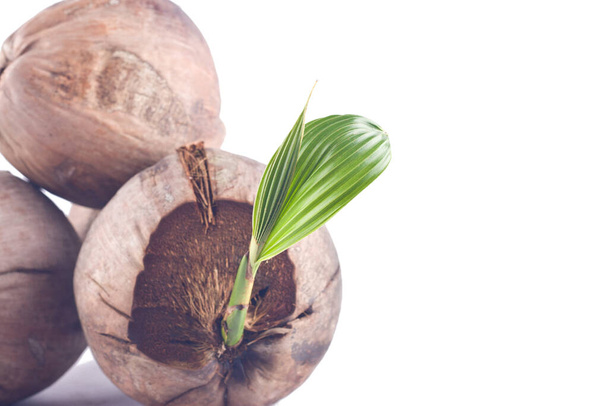 sadzonki kokosowe kiełków są naturalny wzrost na białym tle sadzenia rolnictwa izolowane - Zdjęcie, obraz
