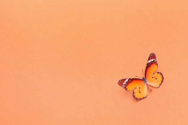 Mooie vlinder op kleur achtergrond - Foto, afbeelding