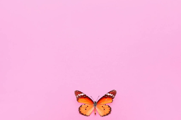 Beautiful butterfly on color background - Photo, Image