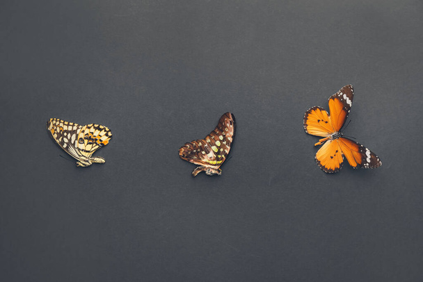 Gyönyörű pillangók sötét háttér - Fotó, kép