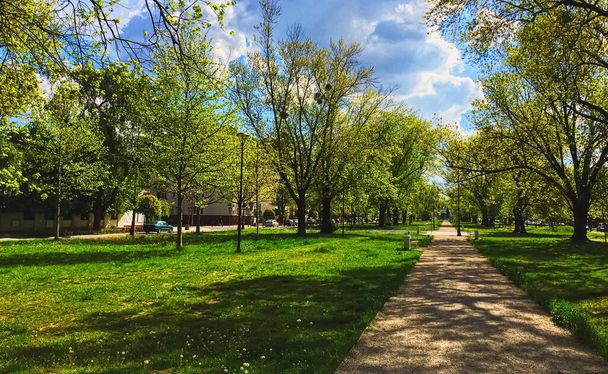 Aurinkoinen kuja kaupungin puistossa keväällä, luonto ja ulkoilma maisema
 - Valokuva, kuva
