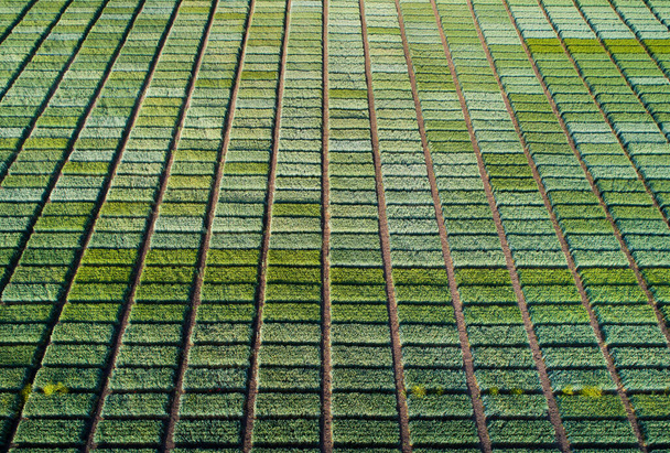Immagine aerea di terreni agricoli di prova con diversi tipi di colture cerealicole, ibridi, sparare da drone - Foto, immagini