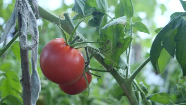Tomate de cereza jugoso rojo - Metraje, vídeo
