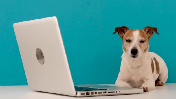 Little dog lying near laptop - Materiaali, video