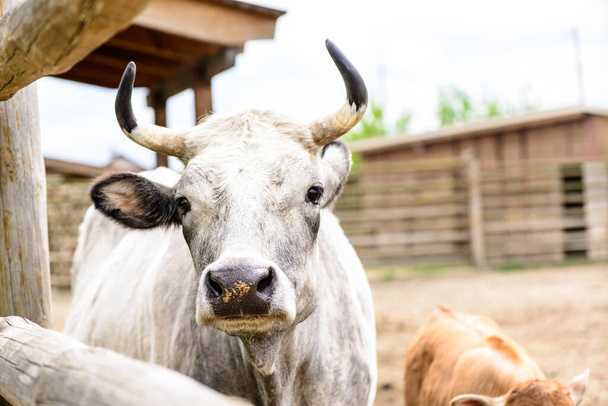 weiße Kuh Nutztiere hinter dem Zaun Landwirtschaft im Freien in einem Dorf oder auf einer Ranch - Foto, Bild