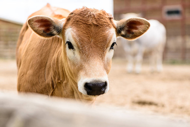 小さな赤または茶色の牛の子牛の肖像画ファーム動物の屋外農業村や牧場で - 写真・画像