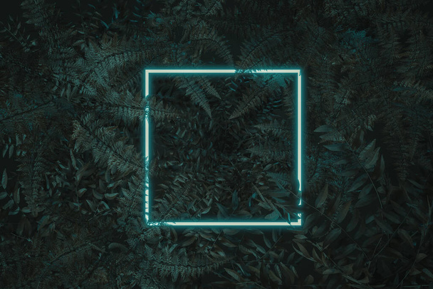 3d rendu de lumière au néon carré blanc avec fougère et plantes bowenia. Pose plate du concept minimal de style nature
 - Photo, image