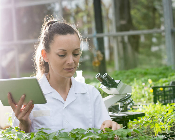 Nuori kaunis nainen agronomi valkoisessa takissa työstämässä tablettia ja mikroskooppia kasvihuoneessa. Kasvinsuojelun käsite - Valokuva, kuva