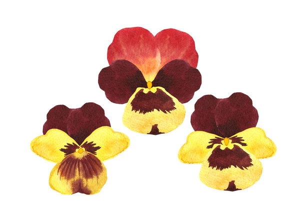 set of viola flowers in orange, yellow and brown colors. Violets for cards and compositions. Watercolor illustration isolated on white background. - Foto, imagen