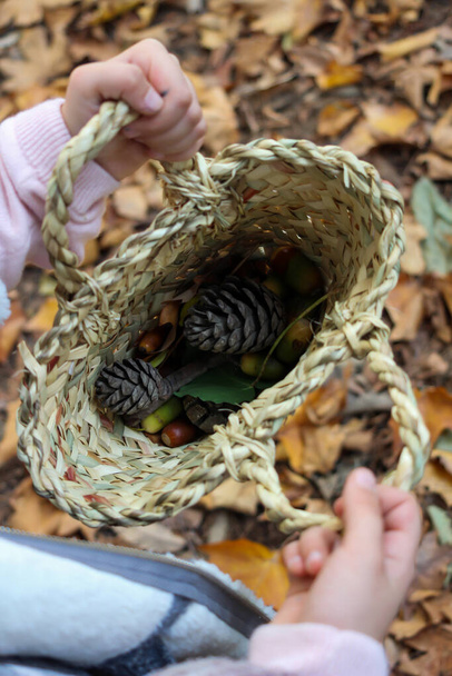 Ragazza che tiene un cesto con coni e foglie nel tempo soleggiato nella foresta
 - Foto, immagini