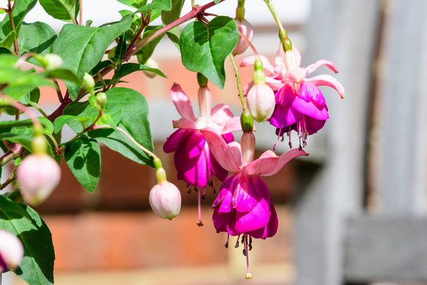 Delicati fiori fucsia rosa e viola in una pentola da giardino in una giornata estiva soleggiata, bellissimo sfondo floreale all'aperto fotografato con attenzione morbida
 - Foto, immagini
