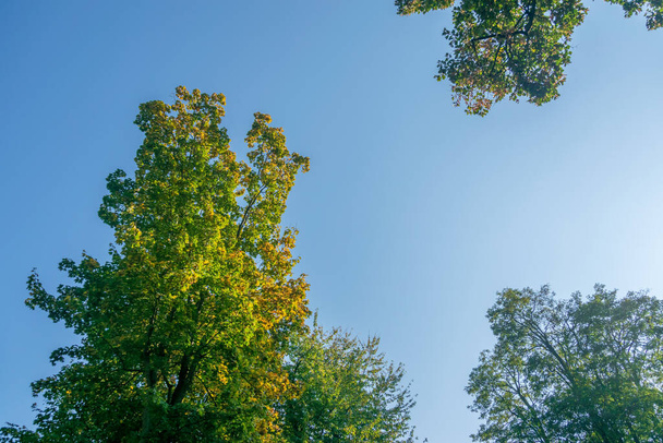 Alberi nei colori dell'autunno con cielo azzurro sullo sfondo
 - Foto, immagini
