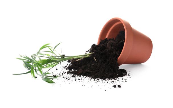 Overturned terracotta flower pot with soil and plant isolated on white - Foto, afbeelding