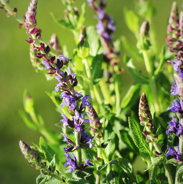 緑の背景に美しい花色鮮やかな紫色の木立セージの花の夏の花壇 . - 写真・画像