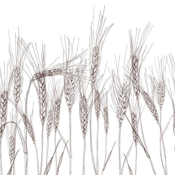 Векторный бесшовный горизонтальный фон с изолированным ухом пшеницы. Черно-белая ручная рисованная пшеница. Концепция сельского хозяйства, органических зерновых продуктов, уборки зерна, хлебобулочных изделий, здорового питания
. - Вектор,изображение