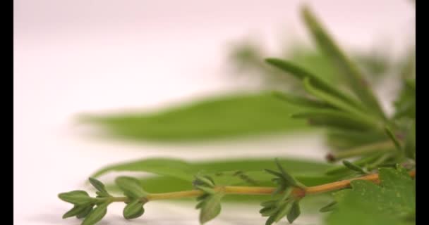 Friss fűszerek fehér alapon izolált fűszernövények - Felvétel, videó