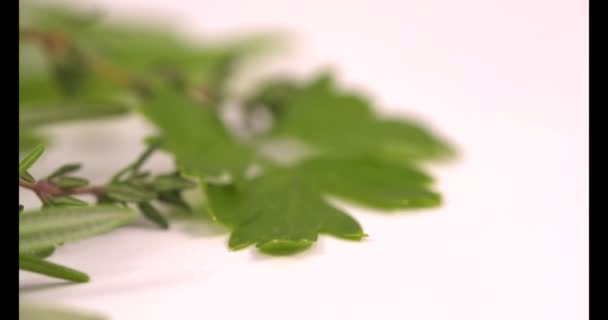 Świeże zioła przypraw izolowane na białym tle - Materiał filmowy, wideo
