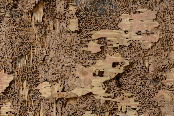 background and texture of nest termite at wooden wall - Foto, Imagem