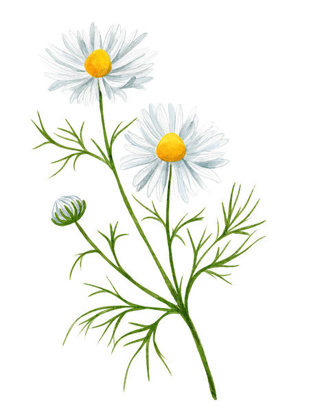 White daisy flower with bud and leaves, field flower. - Φωτογραφία, εικόνα