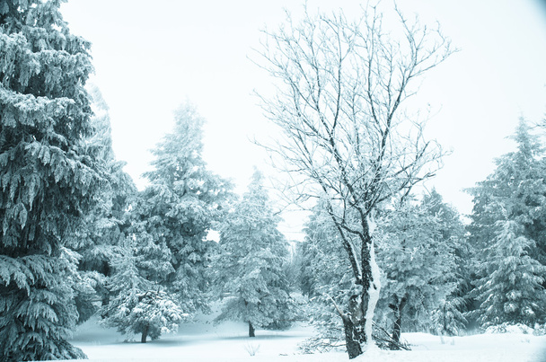 Nieve y heladas cubiertas de pinos
 - Foto, Imagen