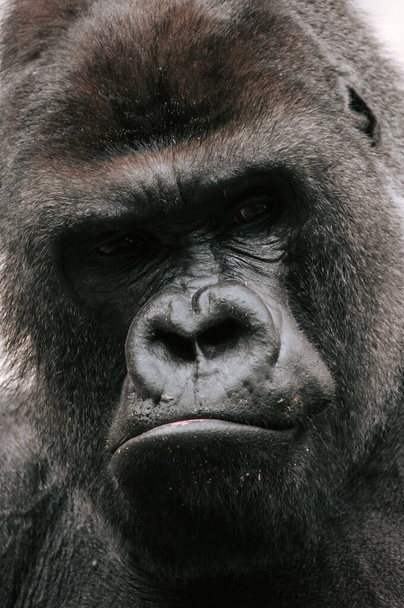Closeup of the intimidating stare of a large, black, silver back gorilla as he looks directly into the camera. zoo - Photo, Image