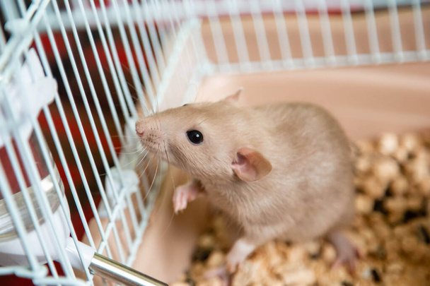 La tonta rata doméstica, blanca, está sentada en una jaula abierta
. - Foto, imagen
