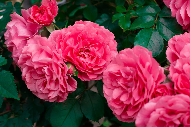 Pink roses. Background of blooming roses. garden of roses. - Foto, Imagen