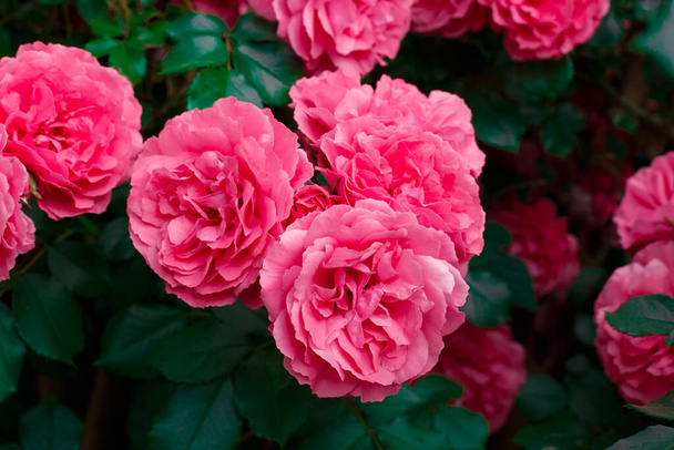 Ροζ τριαντάφυλλα. Το φόντο των ανθισμένων τριαντάφυλλων. κήπος με τριαντάφυλλα. - Φωτογραφία, εικόνα