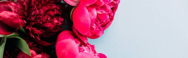top view of colorful pink peonies on blue background, panoramic shot - Zdjęcie, obraz