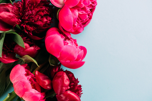 top view of colorful pink peonies on blue background - Photo, image