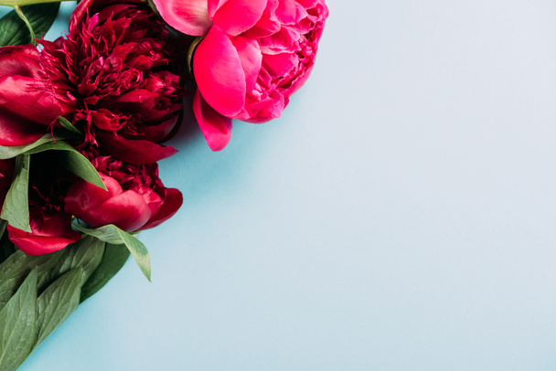 вид сверху на красочные розовые пионы на голубом фоне
 - Фото, изображение