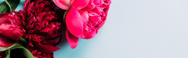 top view of colorful pink peonies on blue background, panoramic shot - Foto, Bild