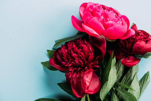 top view of colorful pink peonies on blue background - Fotografie, Obrázek