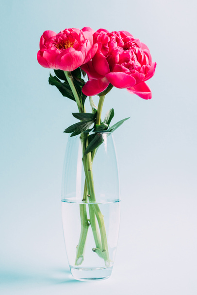 Strauß rosa Pfingstrosen in Glasvase auf blauem Hintergrund - Foto, Bild