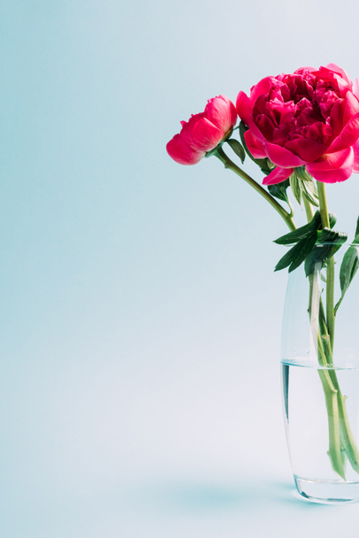 букет розовых пионов в стеклянной вазе на голубом фоне
 - Фото, изображение