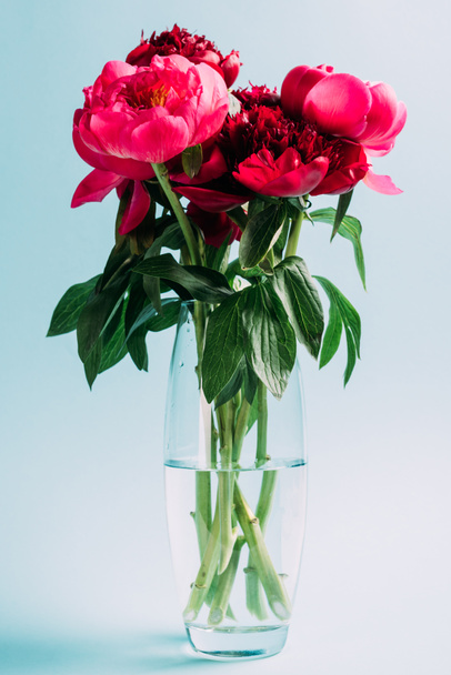 bouquet of pink peonies in glass vase on blue background - 写真・画像