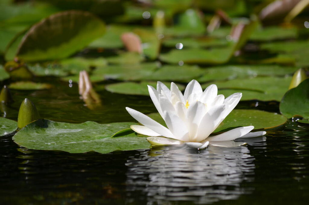 Закрыть один нежный белый водянистый лилейник (Nzhaeaceae) в полном цветении на водной поверхности в летнем саду, красивый открытый цветочный фон, сфотографированный с мягким фокусом
 - Фото, изображение