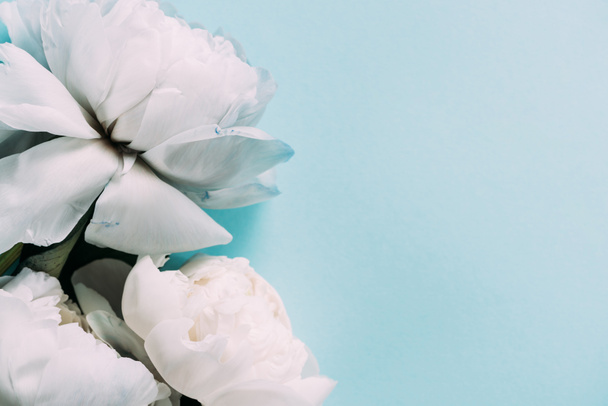 top view of white peonies on blue background with copy space - Φωτογραφία, εικόνα