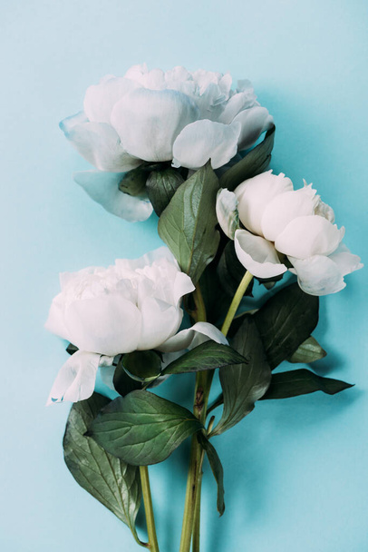 top view of white peonies on blue background - Foto, Imagem