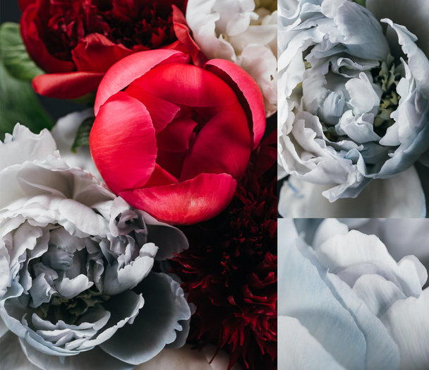 collage of red and blue peonies on black background - Foto, imagen