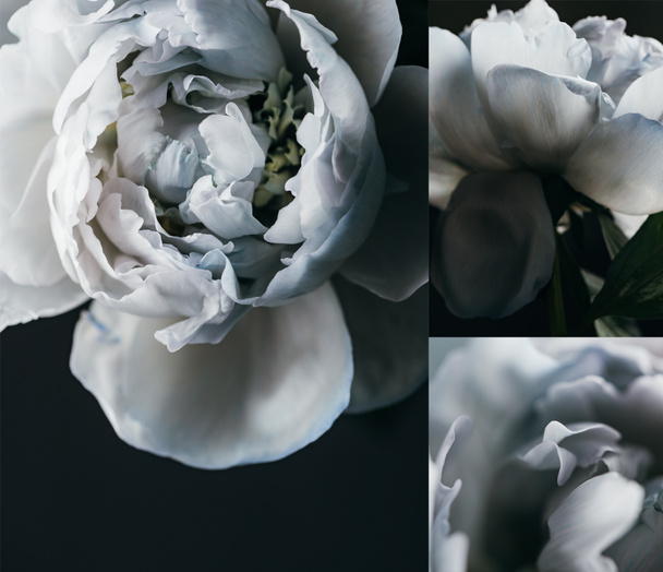 collage of blue peonies on black background - Photo, Image