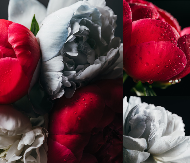 collage of red and blue peonies with drops on black background - Foto, imagen