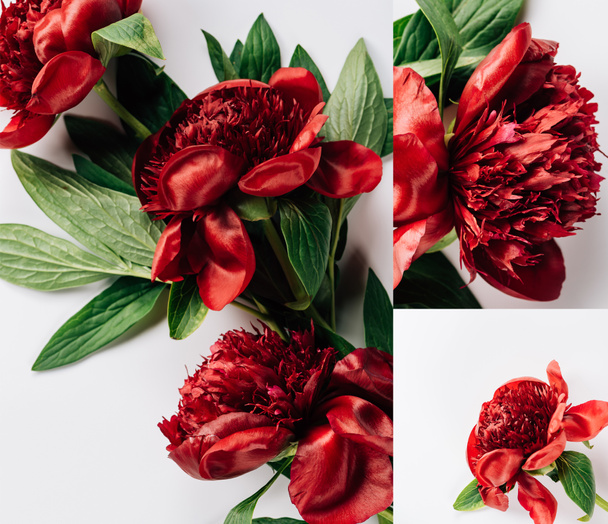 collage of red peonies with green leaves on white background - Foto, afbeelding