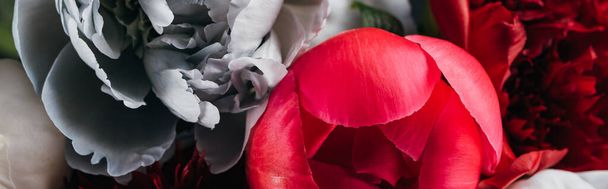 vista de perto de peônias vermelhas, brancas, azuis e rosa, tiro panorâmico
 - Foto, Imagem