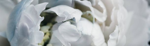 close up view of blue and white peony, panoramic shot - Foto, Imagem