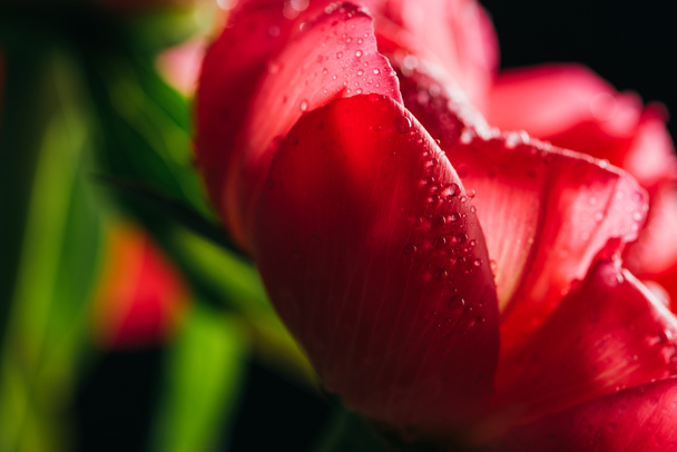 close up view of pink peony with water drops - Photo, Image