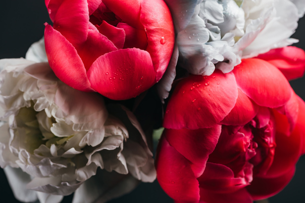 bouquet of wet pink and blue peonies isolated on black, close up view - Photo, Image