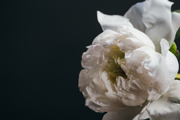 close up view of white peony isolated on black - Fotó, kép